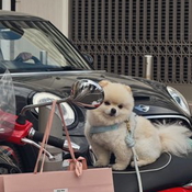 Falonne5677 - +447451295686, +447451-295686, 07451-295686