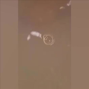 Ewa1515211 - +4915211988804, +491521-1988804, 01521-1988804